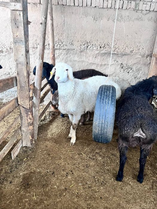 Srochna sotiladi 10 ta qoy bor 4500 mindan