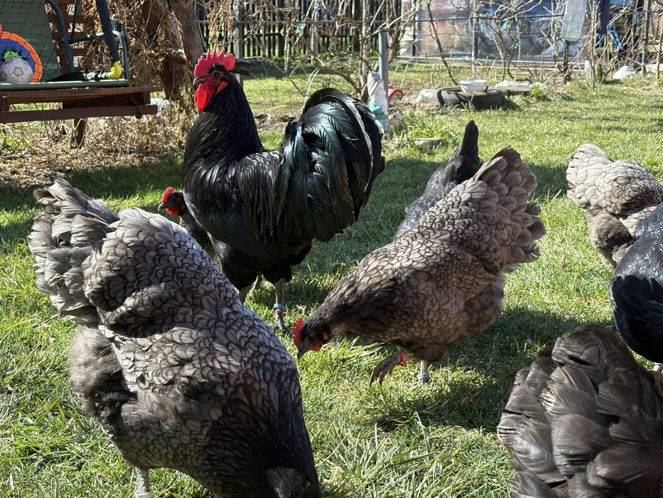 Australorp Negru Albastru Splash