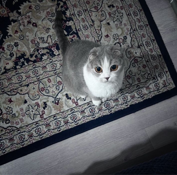 Шотландская кошка