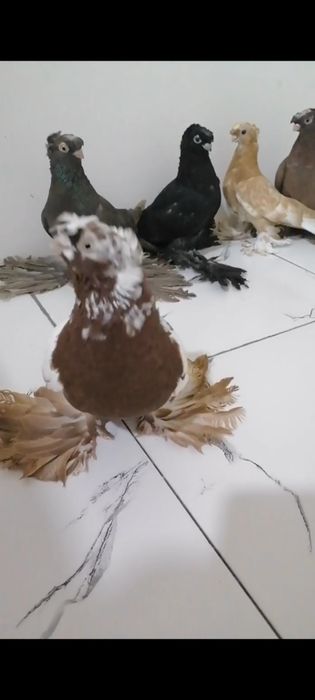 Kaptar bolalai 1 1,5 oyli