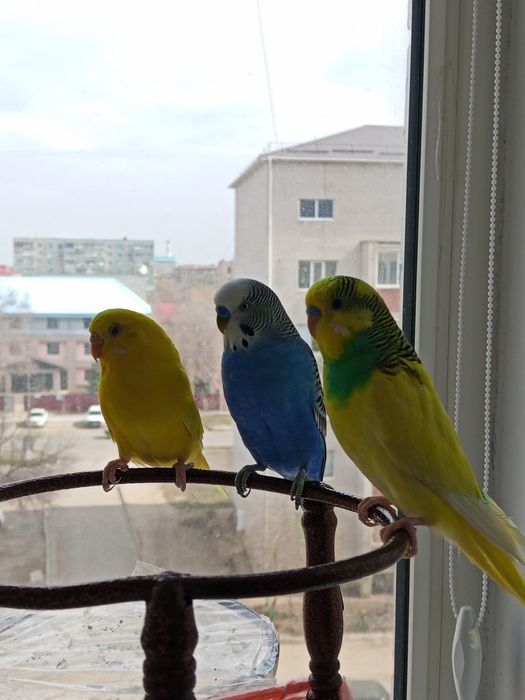 Продам 3 попугая с клеткой