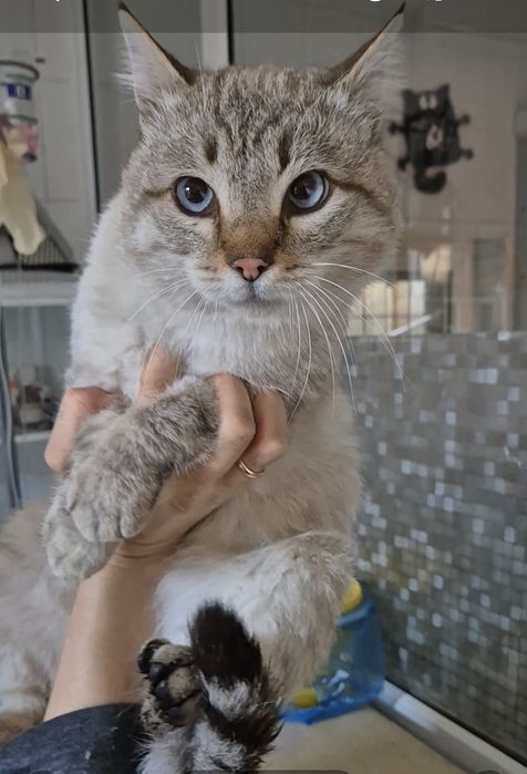 Котика бросила хозяйка!