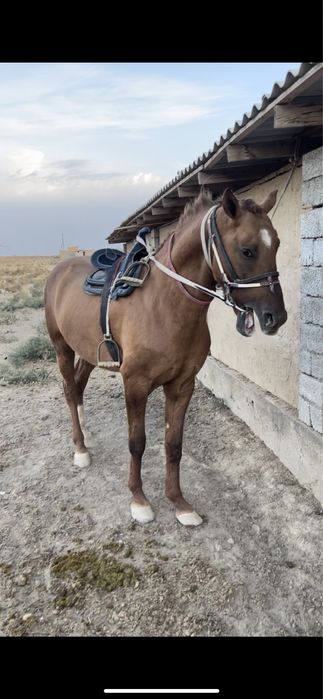 Дончак айгыр кокпар уйырге