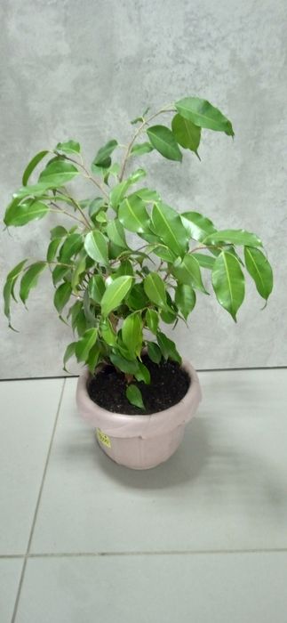 Продам комнатные цветы