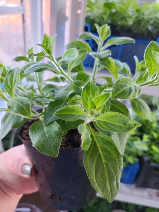 Петуния ампельная