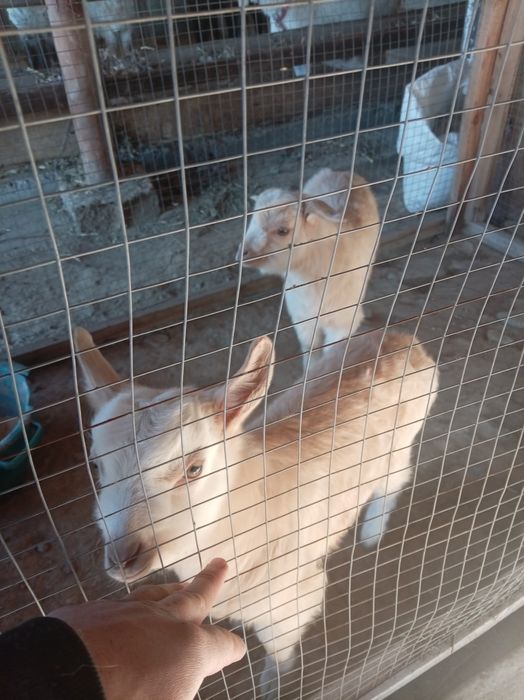 150000.. ешкииилер