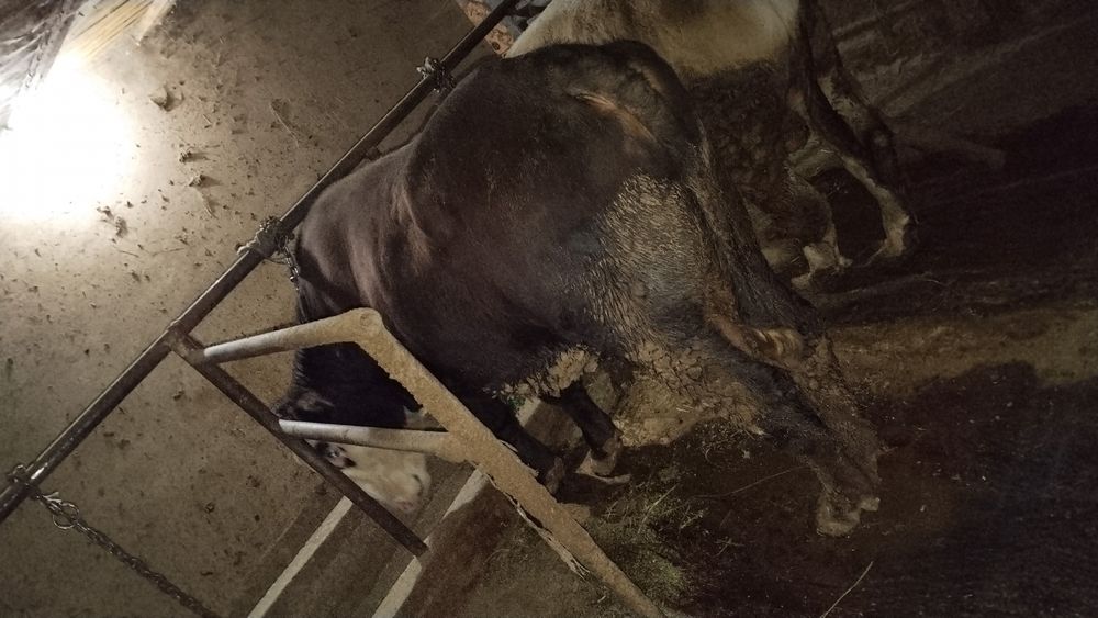 Продам быка двух годовалого