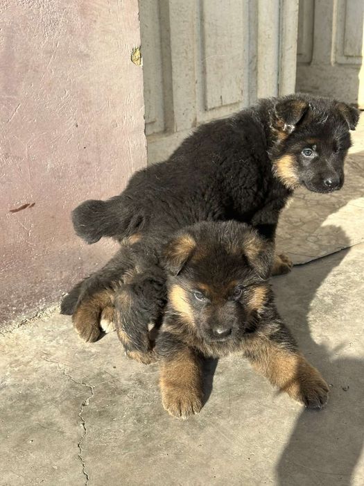 Малки Немски Овчарки