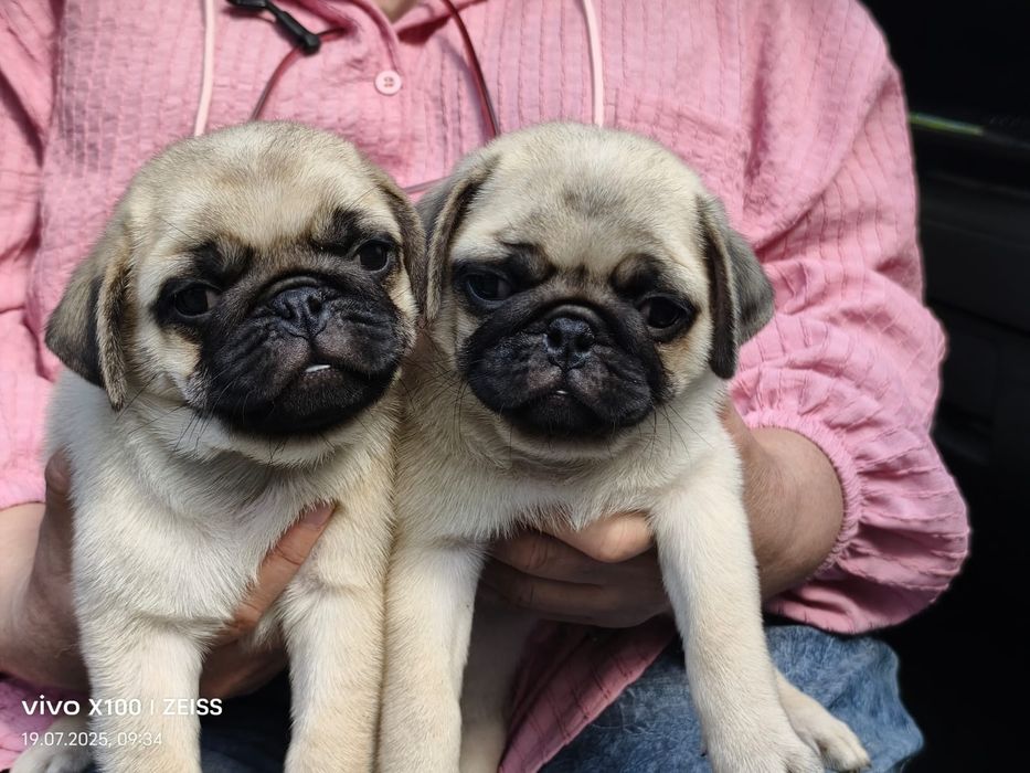 Очаровательные щенки мопса.