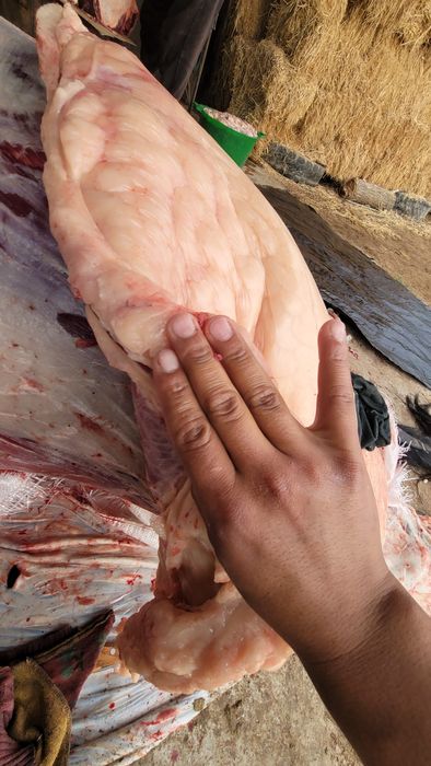 Ісінген емізіктен сүт қосылған порно