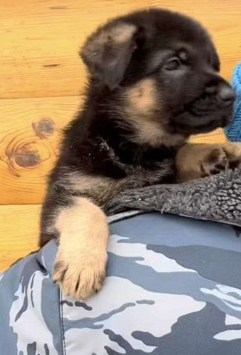 Щенки немца 100% доставка бесплатно