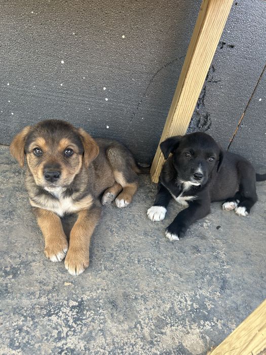 Кученца за осиновяване/подарявам