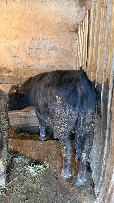 Бычки 3 голов наоткорме