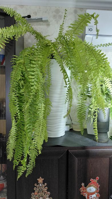 Папоротник Nephrolepis exaltata 'Tiger'