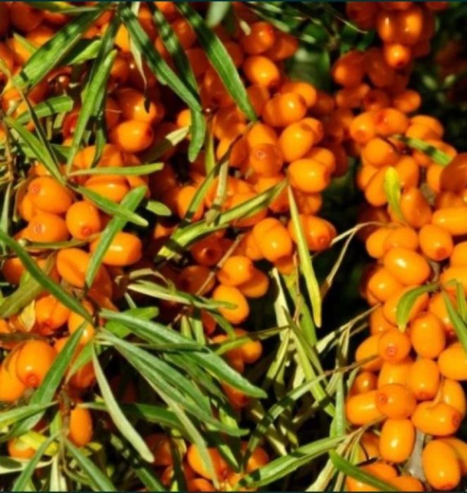 Облепиха крупноплодная!