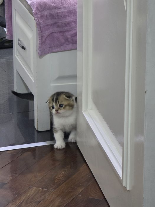 Котята, скотиш фолд