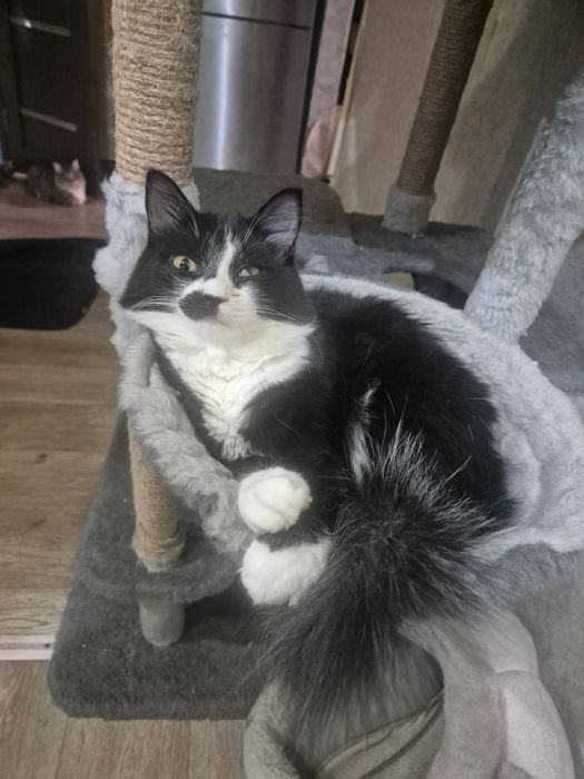 Кошечка в хорошие руки