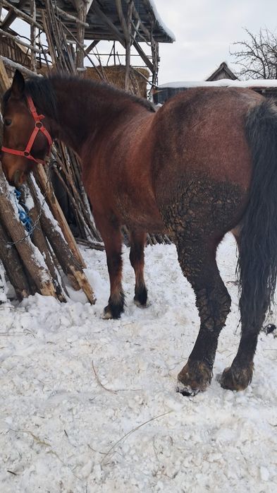 Vând manza de 4 ani cu pașaport