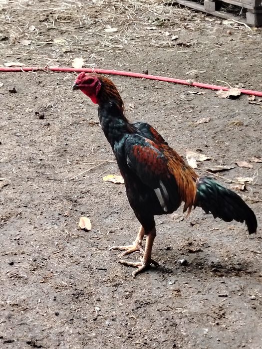 Продам даканок и докана