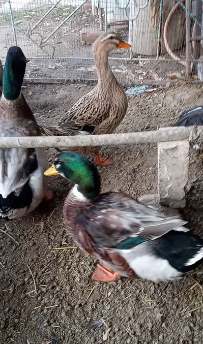 Башкирски утки утки утки