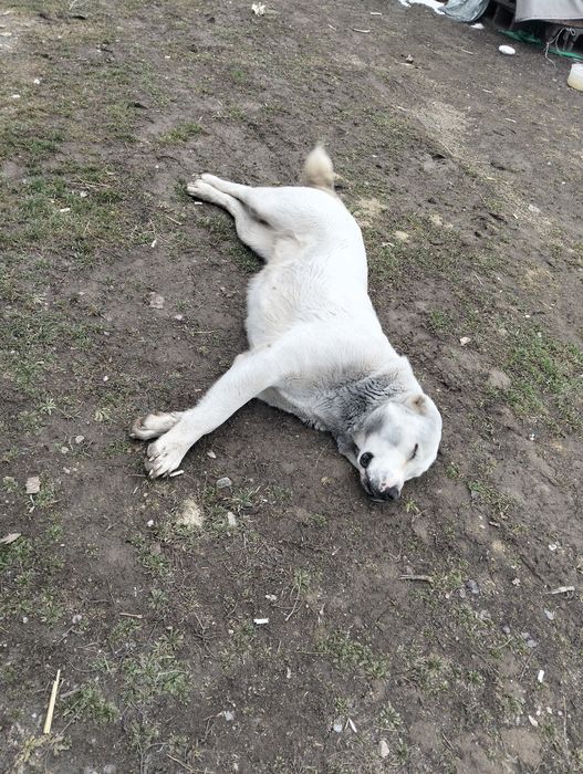 Алабай ит 2жасар