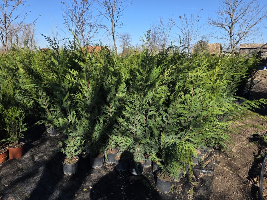 Leylandii diferite dimensiuni,pepiniera Timisoara