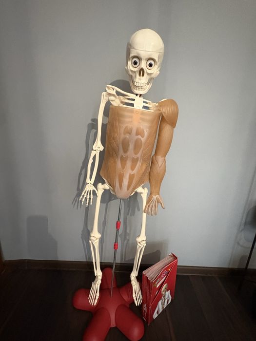 АНАТОМИЧЕН МОДЕЛ НА ЧОВЕШКО ТЯЛО