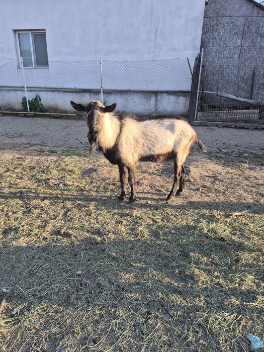 Vand tap de vânzare din capra de 6l de lapte