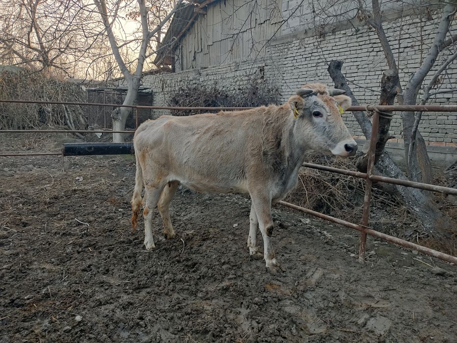 Shvet mol sog'lom sotiladi