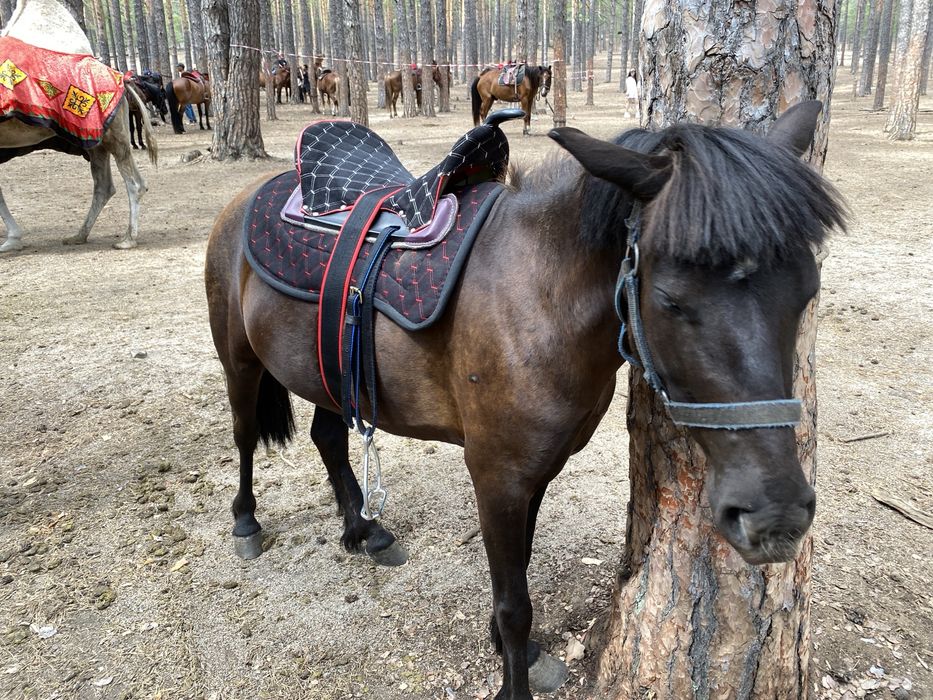 Продам пони с кұлыном,жеребенком