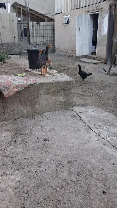 Продам курей и цвплять.
