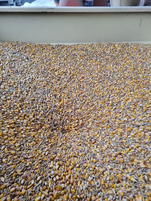 Vand porumb grau si faina amestec