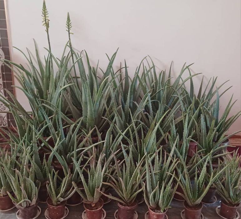 Алоэ гуллари шифобахш