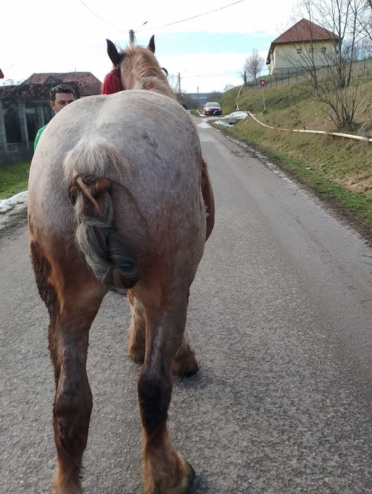 Vand sau schimb Manz de 2 ani