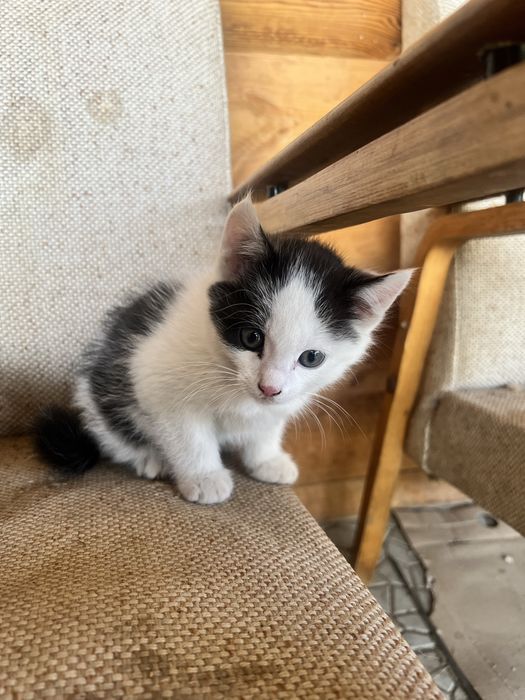 Отдам котят в хорошие руки , мальчик и девочка