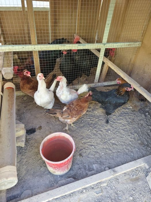 Avstrolob va oddiy tovuq xurozlar sotiladi