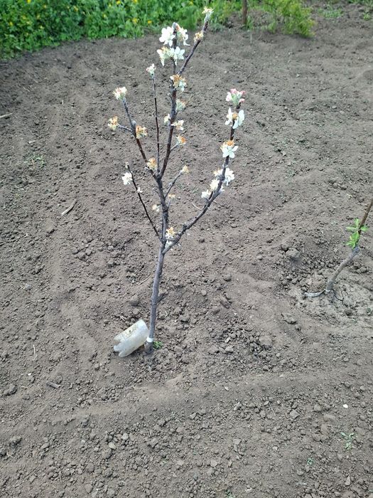 Продам дачу в обществе Плодородие