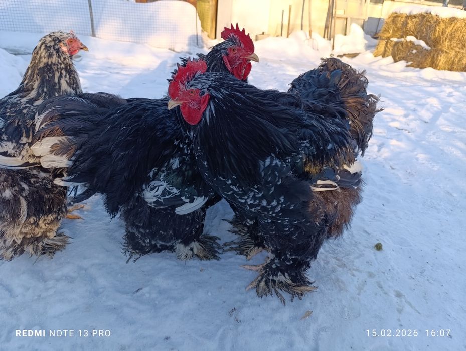 Кохинхин. Кохинхин.