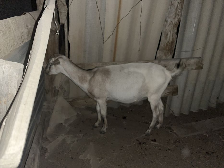 Ешкі сатылады француз альпий