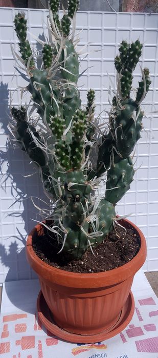 Продавам  кактус