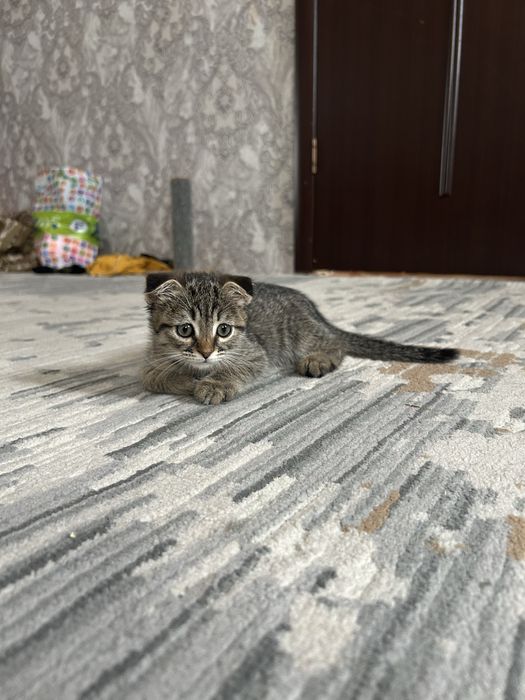 Продам котенка мальчика