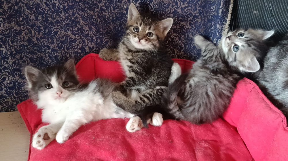 Отдам котят в добрые руки.