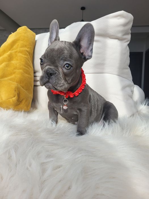 Bulldog francez blue