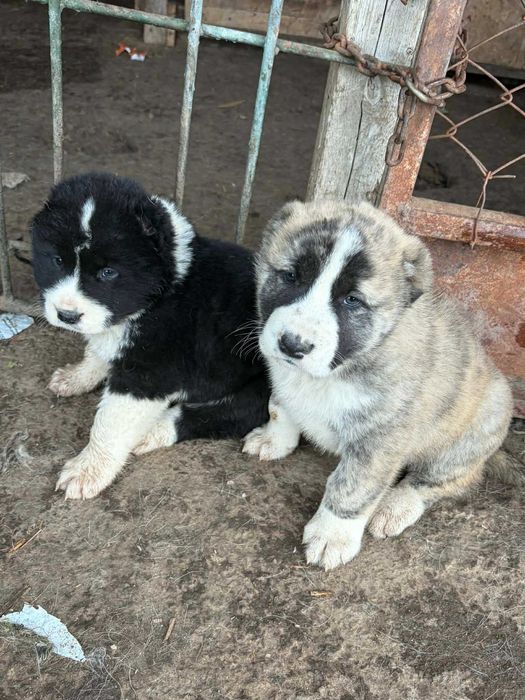 Кученца Алабайчета