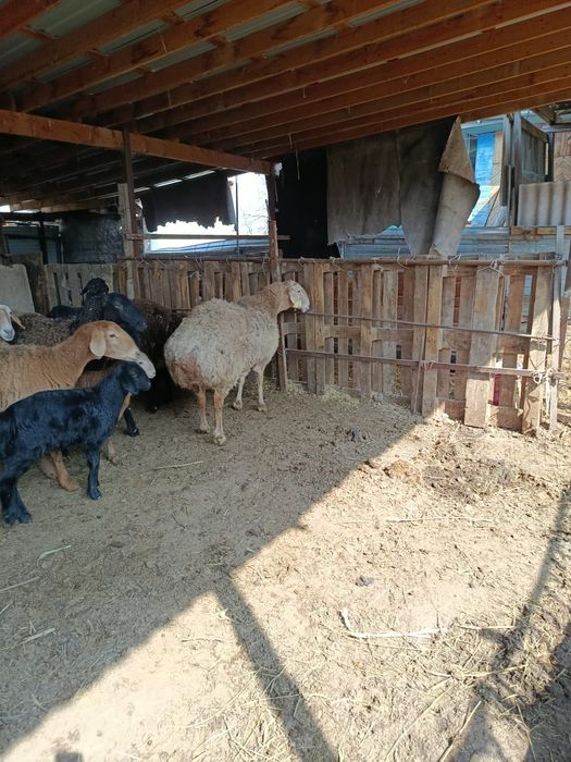 Арашан гисар с ягненятами