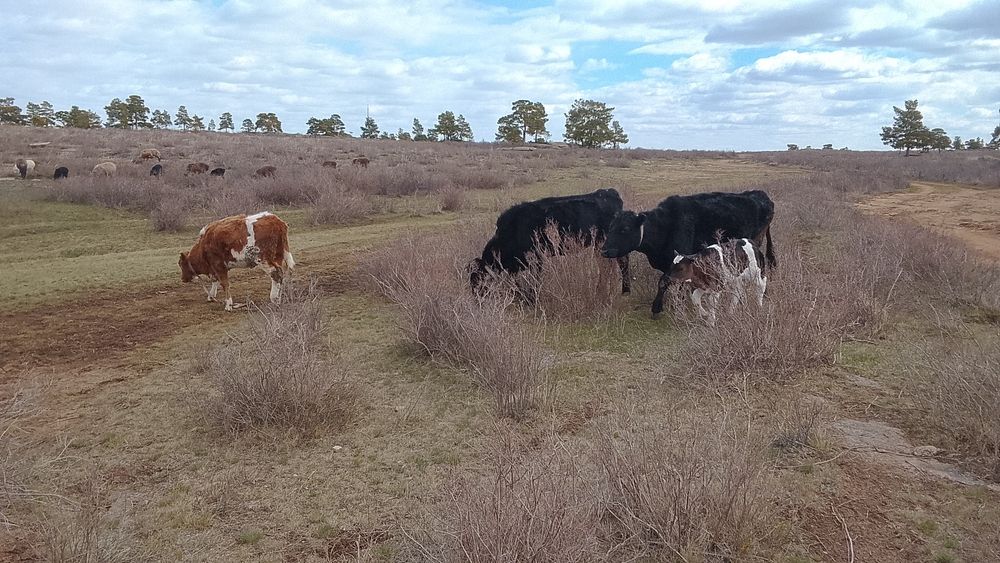 Продам коров тёлку и телёнка