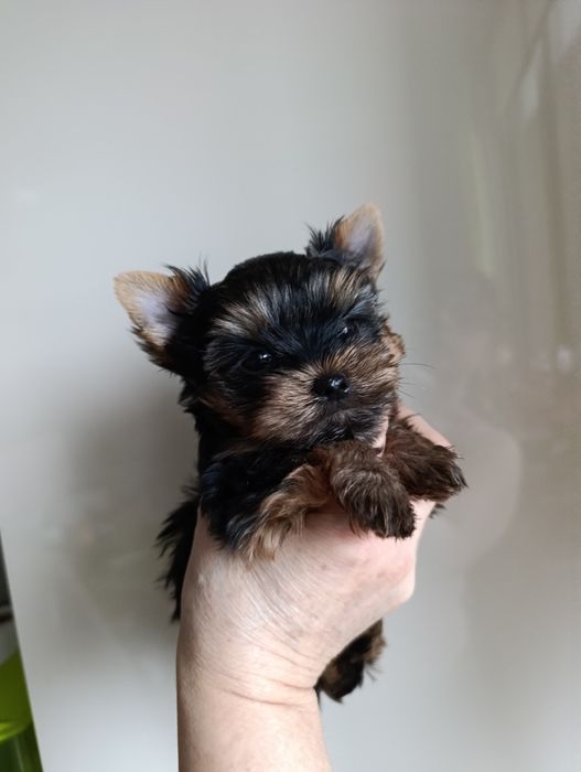 Мини йоркширски териер