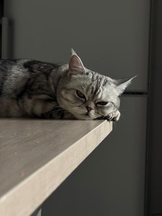 Шотландская кошка