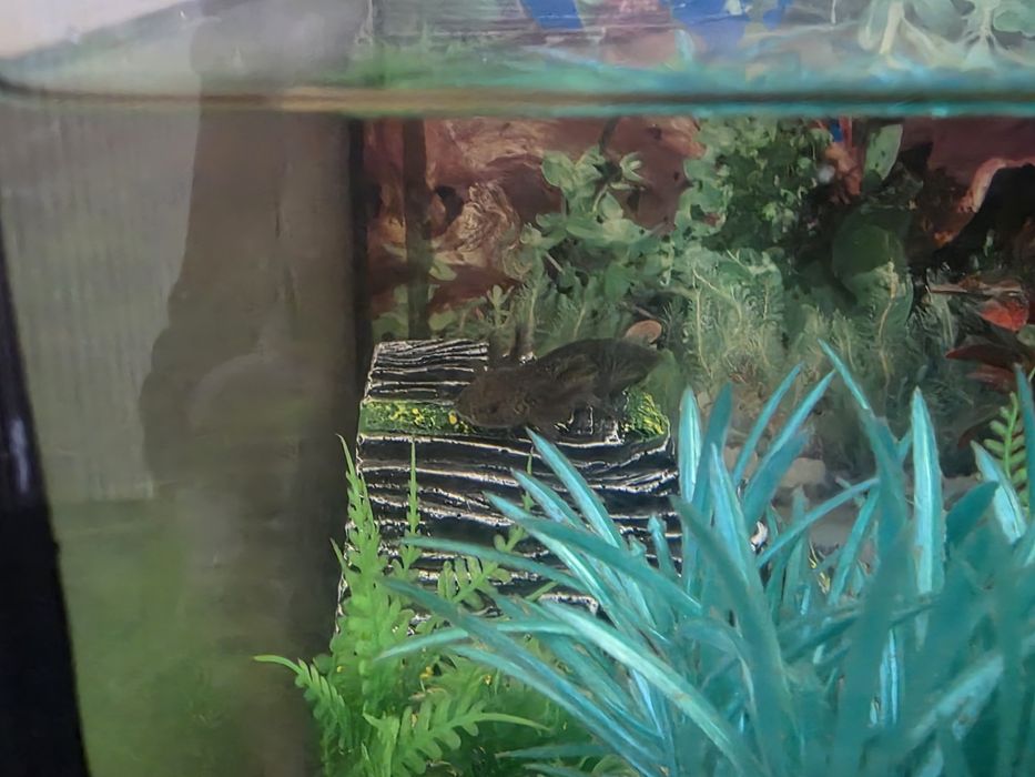 Axolotl Leucistic si Wild