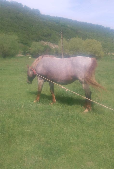Vand 3 cai, iepe, separat sau impreuna.